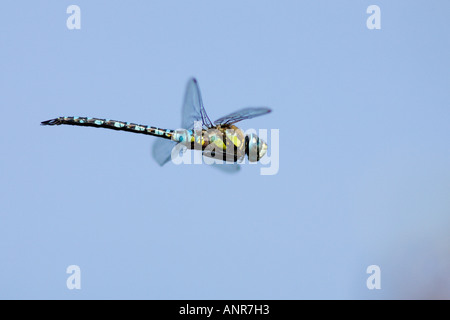 Migrationshintergrund Hawker Libelle Aeshna Mixta auf der Flucht vor schönen blauen Himmelshintergrund Willington Kies Gruben Bedfordshire Stockfoto
