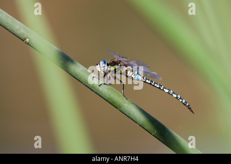 Migrationshintergrund Hawker Libelle Aeshna Mixta ruht auf Reedmaze mit schönen Fokus Hintergrund Willington Kies Gruben Bedfordshir Stockfoto