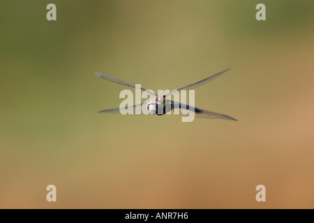 Migrationshintergrund Hawker Libelle Aeshna Mixta im Flug mit schönen Fokus Hintergrund Willington Kies Gruben Bedfordshire Stockfoto