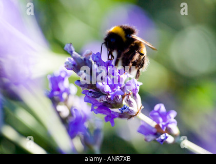 GEMEINSAMER NAME: Hummel auf Lavendel Blume lateinischer NAME: Lavandula Stockfoto