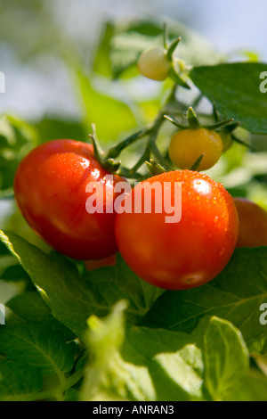 GEMEINSAMER NAME: Tomaten lateinischer NAME: Lycopersicon Esculentum Stockfoto