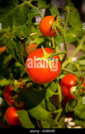 GEMEINSAMER NAME: Tomaten lateinischer NAME: Lycopersicon Esculentum Stockfoto