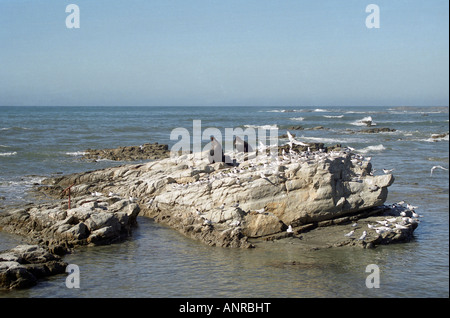 Robben auf einem Felsen, Kaikoura, Südinsel, Neuseeland Stockfoto