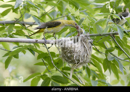 Weibliche Pirol jungen am Nest in Bulgarien füttert Stockfoto