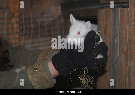 Ein weißes Kaninchen in Lionhead sein Handheld. Stockfoto