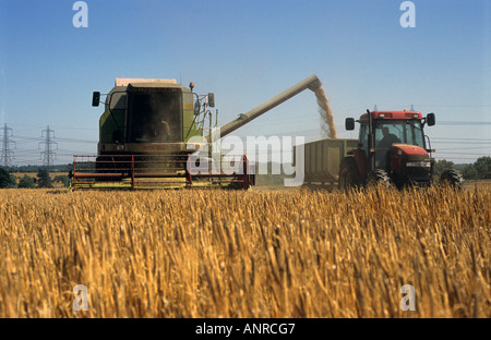 Weizenernte auf einer Farm in Wickham Markt in der Nähe von Woodbrige, Suffolk, UK. Stockfoto