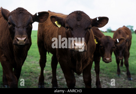 Rot-Umfrage Rinder, traditionelle britische Rasse, ursprünglich aus East Anglia, ursprünglich gebildet durch die Kreuzung von Suffolk Dun Kuh und Norfolk rot Stockfoto