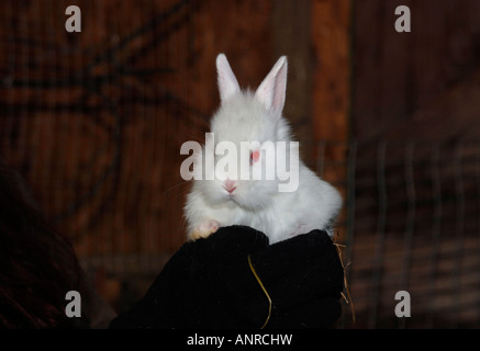 Ein weißes Kaninchen in Lionhead sein Handheld. Stockfoto