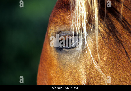 Suffolk Punch Shire Horse, Hollesley, Suffolk, UK. Stockfoto