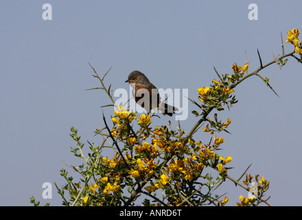 Dartford Warbler (Sylvia Undata) auf Ginster Bush, Giglio Insel, Toskana, Italien Stockfoto