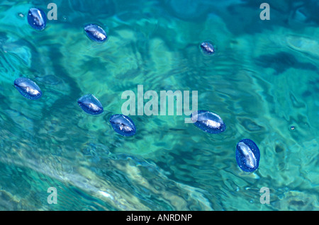 Von-der-Wind-Seemann (Velella Spirans oder Velella Velella), fotografiert auf der Insel Giglio, Toskana, Italien Stockfoto