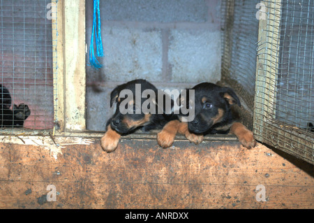 Kreuz gezüchteten Rothwieller Collie-Welpen, In den Eingang zu ihrem Gehege. Stockfoto