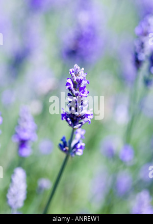 GEMEINSAMER NAME: Lavendel lateinischer NAME: Lavandula Stockfoto