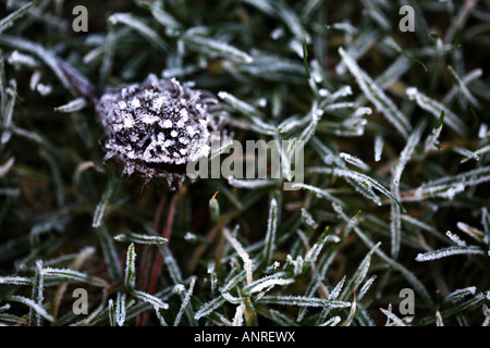 Eine mattierte Blatt auf dem gefrorenen grünen Rasen im winter Stockfoto