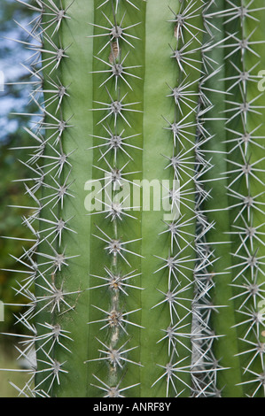 ABC-Inseln BONAIRE, Rincon: Kaktus Detail des Kaktus Zaun Arouond Kaktus  Zaun Country Club Stockfotografie - Alamy