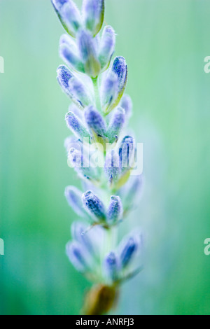 GEMEINSAMER NAME: Lavendel lateinischer NAME: Lavandula Stockfoto