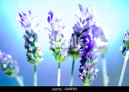 GEMEINSAMER NAME: Lavendel - Französisch lateinischer NAME: Lavandula Stockfoto