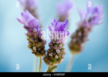 GEMEINSAMER NAME: Lavendel - Französisch lateinischer NAME: Lavandula Stockfoto