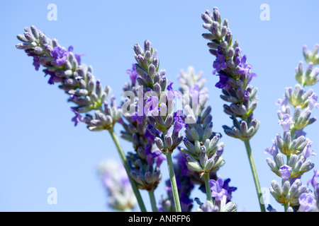 GEMEINSAMER NAME: Lavendel lateinischer NAME: Lavandula Stockfoto