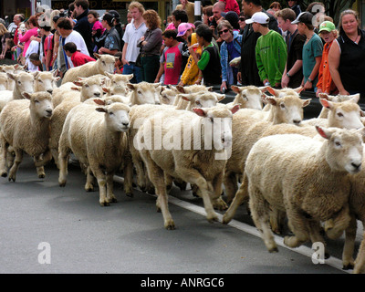 Die Te Kuiti Muster Schafschur Staatsangehörigen Neuseeland 2005 Stockfoto