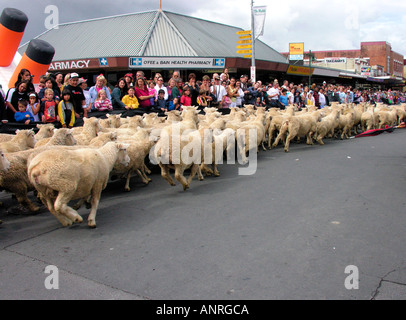 Die Te Kuiti Muster Schafschur Staatsangehörigen Neuseeland 2005 Stockfoto