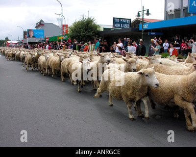 Die Te Kuiti Muster Schafschur Staatsangehörigen Neuseeland 2005 Stockfoto