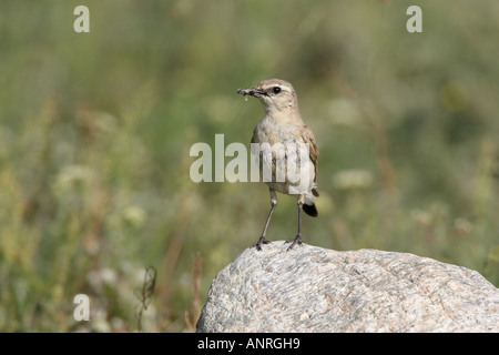 Isabellinische Steinschmätzer mit Nahrungsmitteln thront auf einem Felsen in Bulgarien Stockfoto