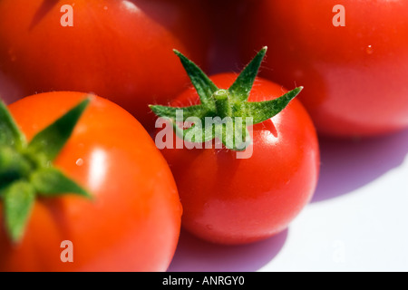 GEMEINSAMER NAME: Tomaten lateinischer NAME: Lycopersicon Esculentum Stockfoto