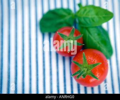 GEMEINSAMER NAME: Tomaten lateinischer NAME: Lycopersicon Esculentum Stockfoto