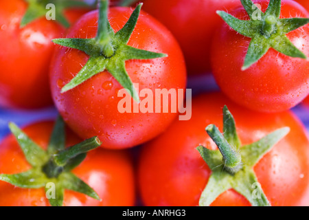 GEMEINSAMER NAME: Tomaten lateinischer NAME: Lycopersicon Esculentum Stockfoto