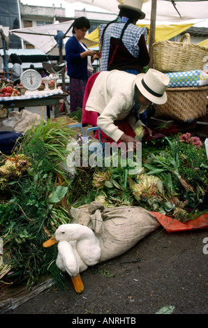 Ecuador Gualaceo Markt Tiere Gänse in Tasche Stockfoto