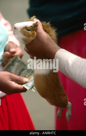 Ecuador Gualaceo Markt Tiere Meerschweinchen cuy als Lebensmittel verkauft Stockfoto