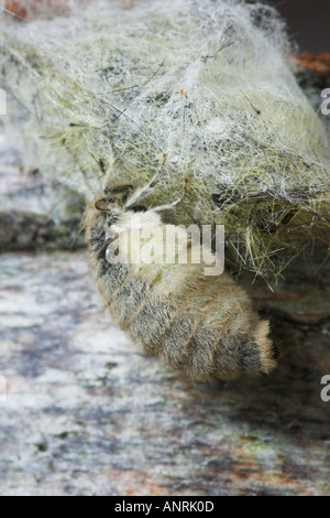 VAPOURER MOTH flügellosen Weibchen auf Cocoon Orgyia antiqua Stockfoto