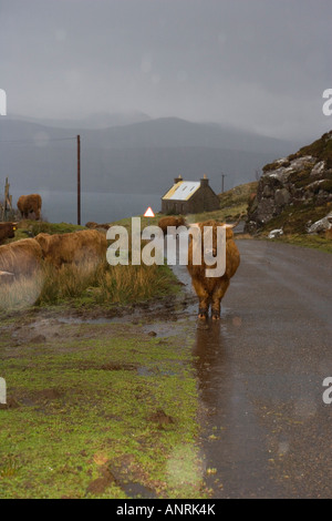 Hochlandrinder im Regen. Applecross Halbinsel in der Nähe von Lonbain. Wester Ross. Hochland. Schottland. VEREINIGTES KÖNIGREICH. Stockfoto