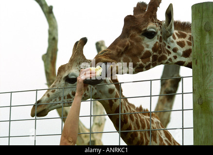 Giraffe Giraffa Giraffe von Hand im Wildpark 2005 gefüttert Stockfoto