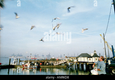 Möwen von Mann mit Brot bei Harwich Kai England gefüttert Essex Stockfoto