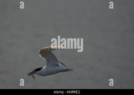 BRANDSEESCHWALBE im Flug Sterna Sandvicensis Sandaal Beute tragen Stockfoto