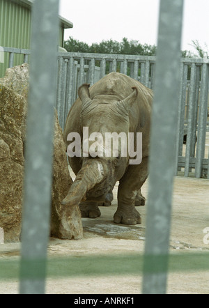 große gehörnte männlichen Breitmaulnashorn in Wildlife park uk England 2005 Sommerzeit Stockfoto