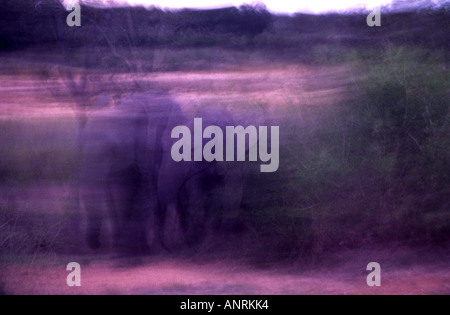 Elefanten im Kruger National Park. Stockfoto