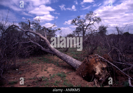 Schäden Sie durch einen Elefanten. Stockfoto