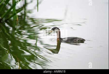 Juvenile Red necked Grebe Fischen im Teich Essex England September 2005 Stockfoto