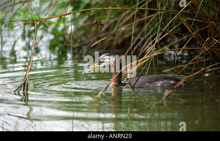 Juvenile Red necked Grebe Fischen im Teich Essex 5. September 2005 Stockfoto