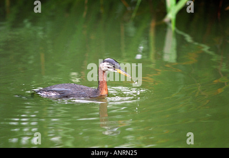 Juvenile red necked Grebe Fischen im Teich Essex September 2005 Stockfoto