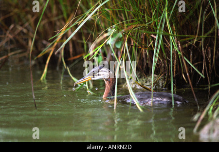 Juvenile red necked Grebe auf Essex Teich, September 2005 Stockfoto