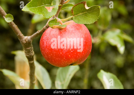 Worcester Pearman Apple auf Baum Stockfoto