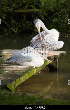 Rosa Pelikane Pelecanus unterstützt saniert Stockfoto