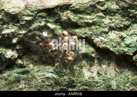 VAPOURER MOTTEN Larven schlüpfen aus Eiern Orgyia antiqua Stockfoto