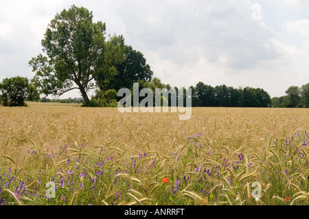 Feld-Bäume Stockfoto