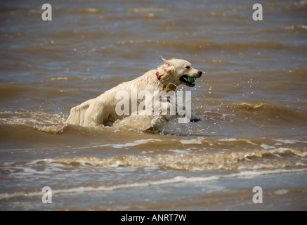 Retriever Hund läuft aus Meer mit Ball im Mund Stockfoto