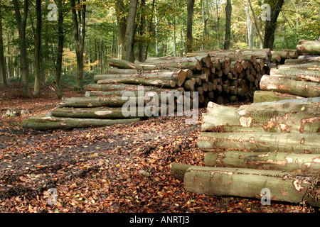 Protokolle gestapelt in Itchen Wood, Winchester, Hampshire, England, UK Stockfoto